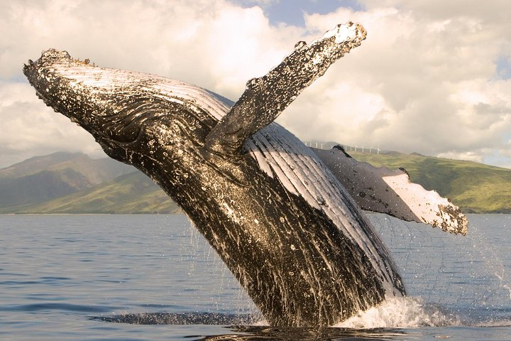 Maui humpback whale